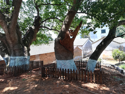 古樹保護方案編制、工程施工與養護